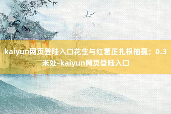 kaiyun网页登陆入口花生与红薯正扎根抽蔓；0.3米处-kaiyun网页登陆入口